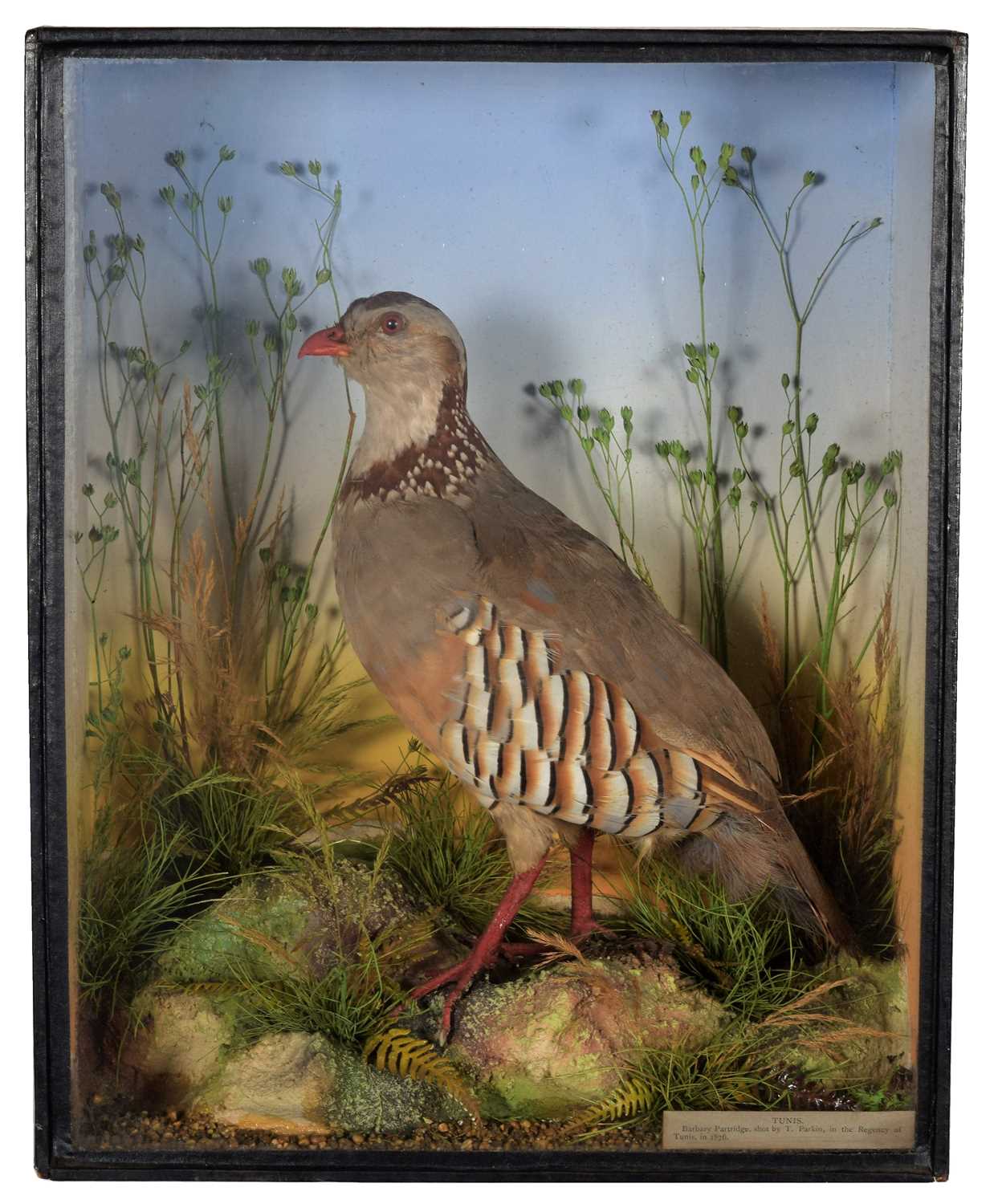 Lot 122 - Taxidermy: A Late Victorian Cased Barbary...