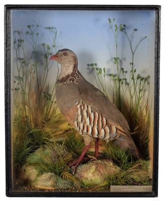 Lot 122 - Taxidermy: A Late Victorian Cased Barbary...