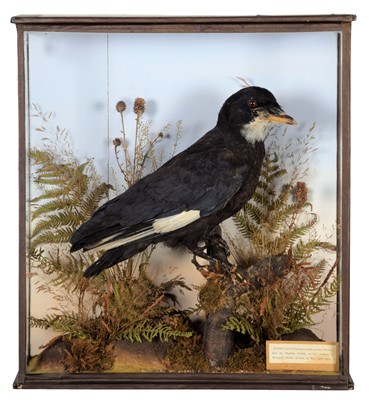 Lot 163 - Taxidermy: An Unusual Cased Rook with Partial...