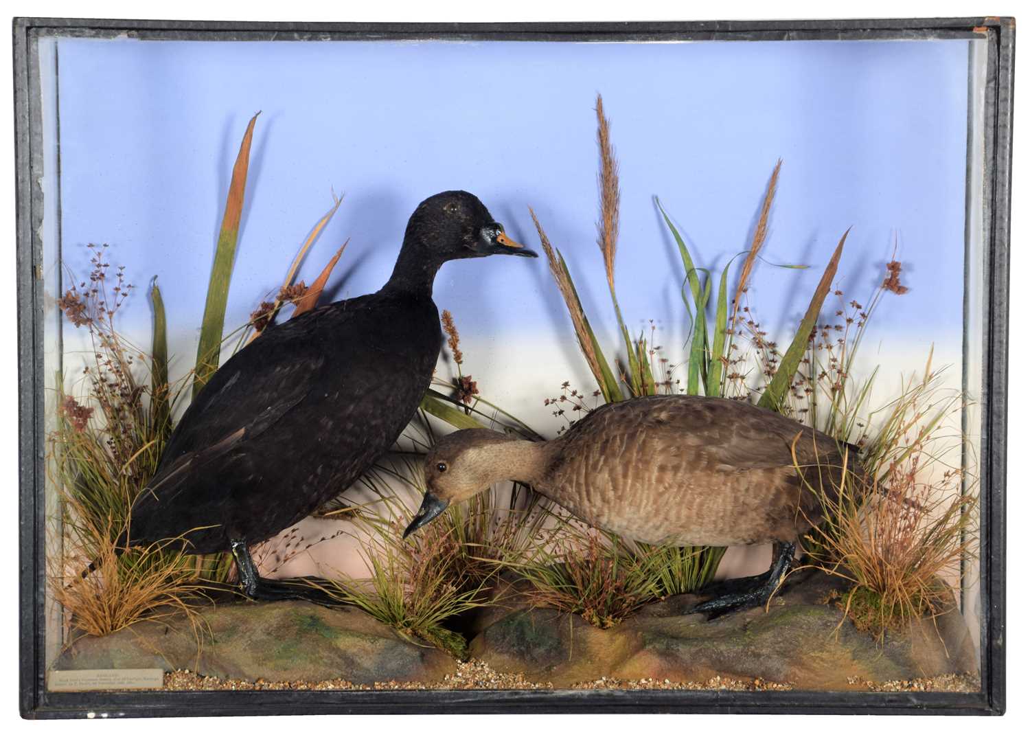 Lot 129 - Taxidermy: A Late Victorian Cased Pair of...