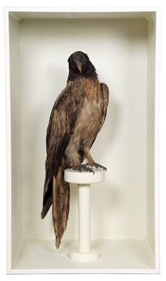 Lot 333 - Taxidermy: A Large Cased Victorian Lammergeier...