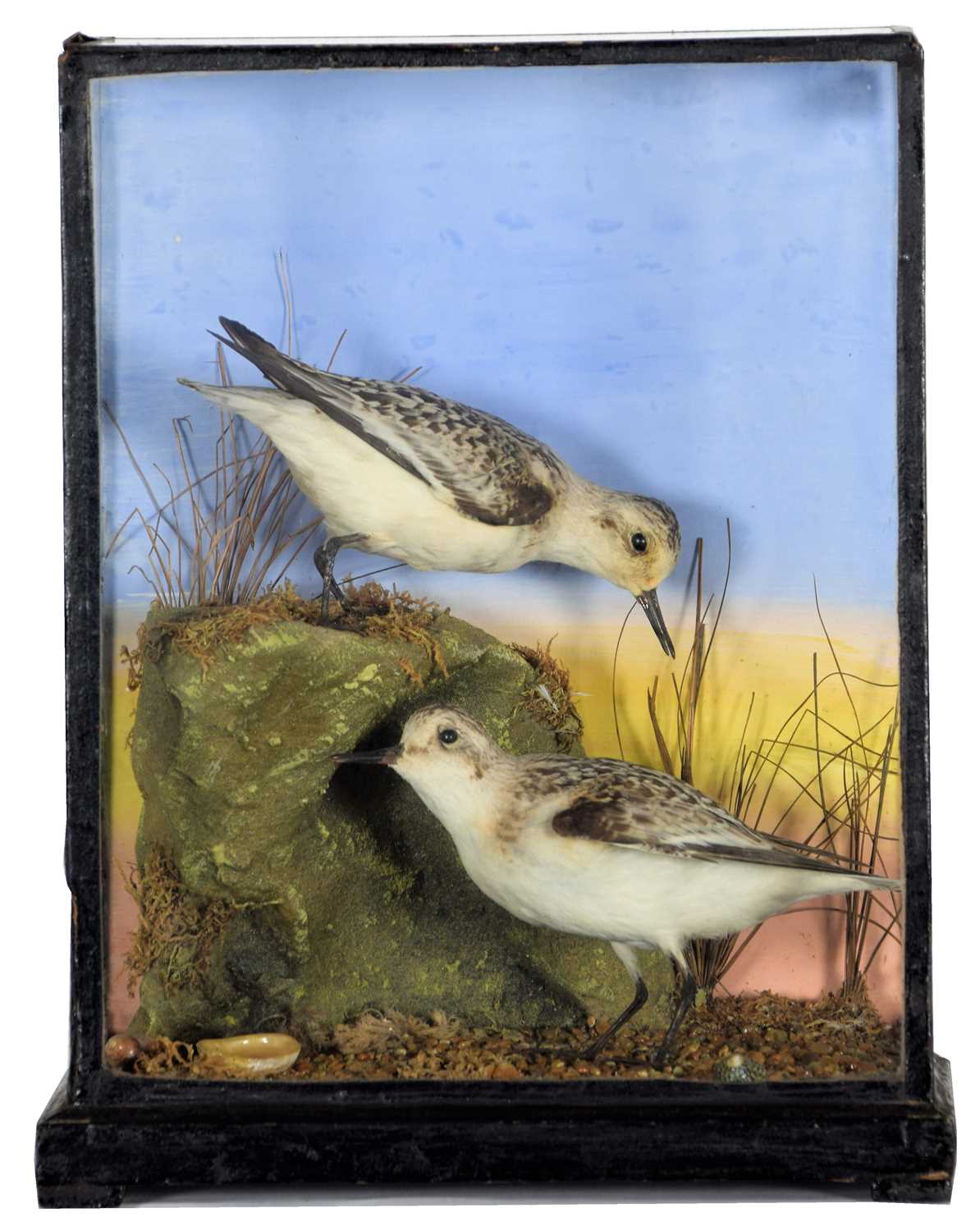 Lot 125 - Taxidermy: A Late Victorian Cased Pair of...