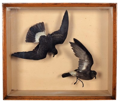 Lot 181 - Taxidermy: A Late Victorian Cased Pair of...