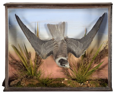 Lot 20 - Taxidermy: A Cased Late Victorian Black Tern...