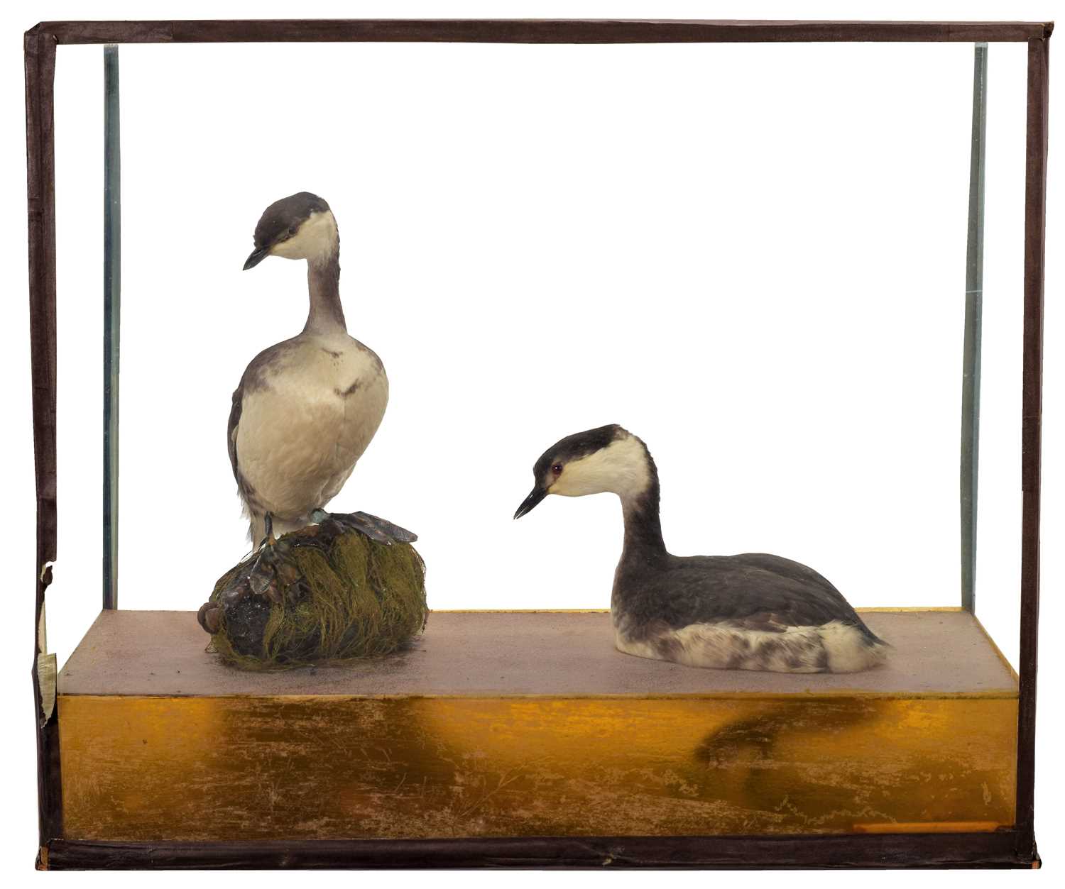 Lot 35 - Taxidermy: A Cased Pair of Slavonian Grebes...