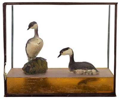 Lot 35 - Taxidermy: A Cased Pair of Slavonian Grebes...