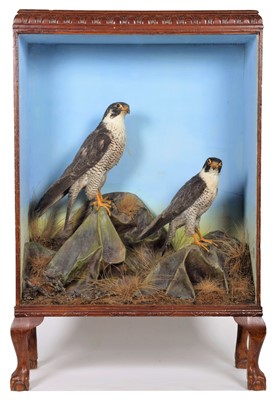 Lot 360 - Taxidermy: A Cased Pair of Peregrine Falcons...