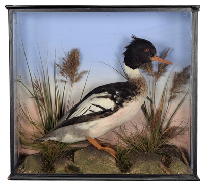 Lot 96 - Taxidermy: A Late Victorian Cased Red-Breasted...
