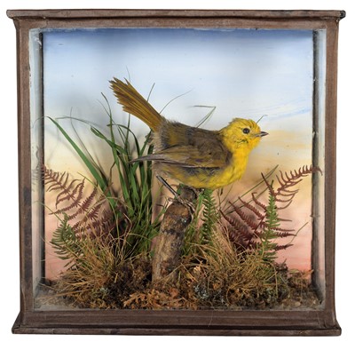Lot 108 - Taxidermy: A Very Rare Cased New Zealand...