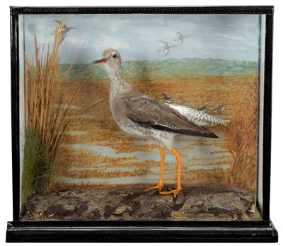 Lot 80 - Taxidermy: A Cased Common Redshank (Tringa...