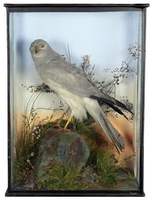 Lot 179 - Taxidermy: A Cased Hen Harrier (Circus...