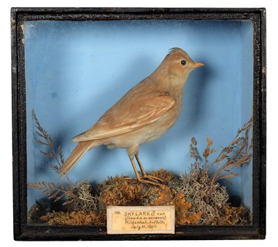 Lot 42 - Taxidermy: A Late Victorian Cased Colour Morph...