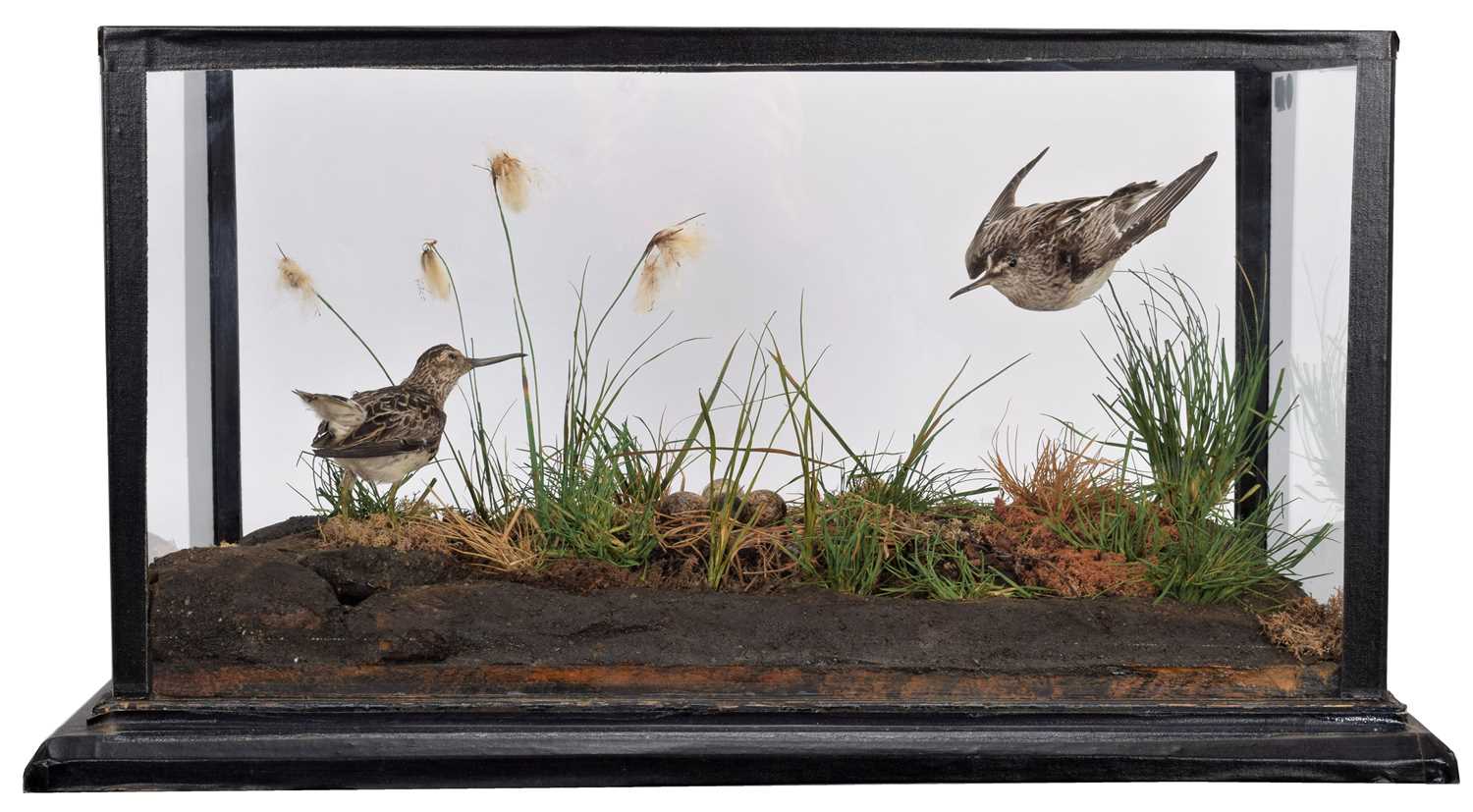 Lot 143 - Taxidermy: A Cased Late Victorian Pair of...