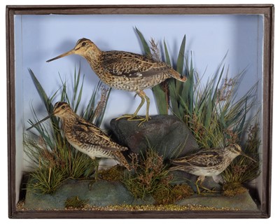 Lot 135 - Taxidermy: A Cased Diorama of Various Snipe,...