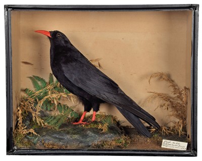 Lot 87 - Taxidermy: A Late Victorian Cased Red-Billed...
