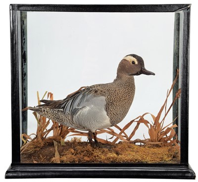 Lot 132 - Taxidermy: A Table Cased Garganey Duck...