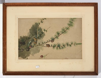 Lot 1029 - Archibald Thorburn FZS (1860-1935) Study of a...