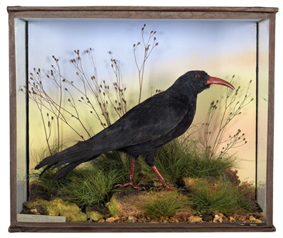 Lot 174 - Taxidermy: A Late Victorian Cased Red-Billed...