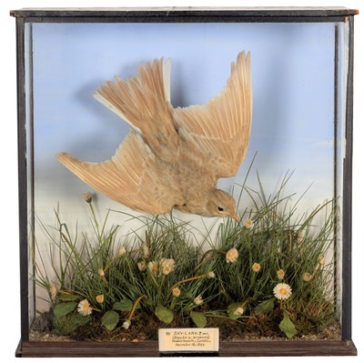 Lot 115 - Taxidermy: A Late Victorian Cased Colour Morph...