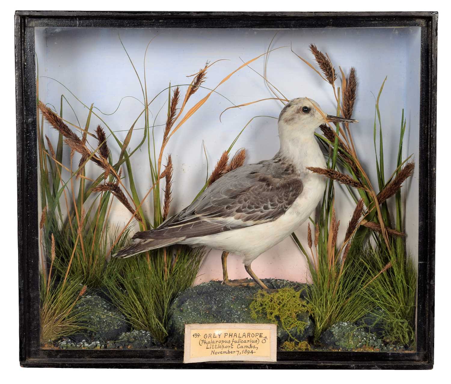 Lot 39 - Taxidermy: A Fine Cased Late Victorian Grey...