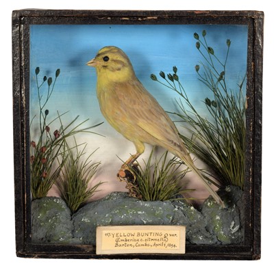Lot 98 - Taxidermy: A Late Victorian Cased Colour Morph...
