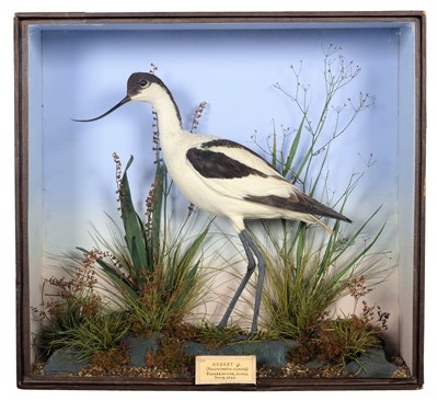 Lot 199 - Taxidermy: A Fine Cased Late Victorian Pied...