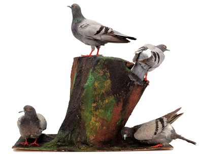 Lot 117 - Taxidermy: A Group of Rock Doves (Columba...
