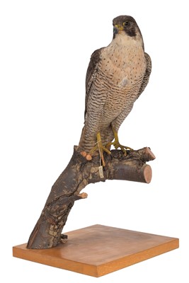 Lot 201 - Taxidermy: Peregrine Falcon (Falco peregrinus),...