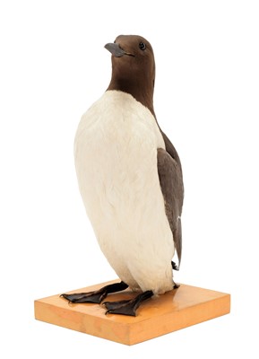 Lot 120 - Taxidermy: Common Guillemot (Uria aalge),...