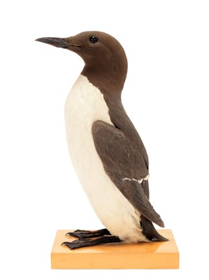 Lot 120 - Taxidermy: Common Guillemot (Uria aalge),...