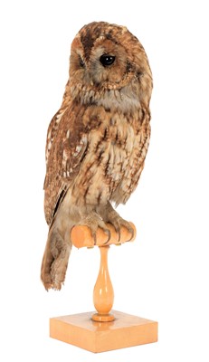 Lot 121 - Taxidermy: An Early 20th Century Tawny Owl...