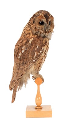 Lot 121 - Taxidermy: An Early 20th Century Tawny Owl...