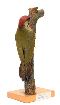 Lot 21 - Taxidermy: An Early 20th Century Green...