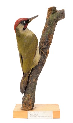 Lot 21 - Taxidermy: An Early 20th Century Green...