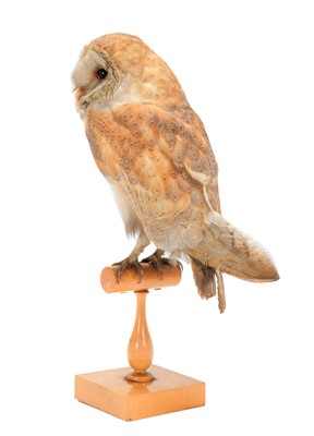 Lot 119 - Taxidermy: An Early 20th Century Barn Owl...
