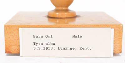 Lot 119 - Taxidermy: An Early 20th Century Barn Owl...