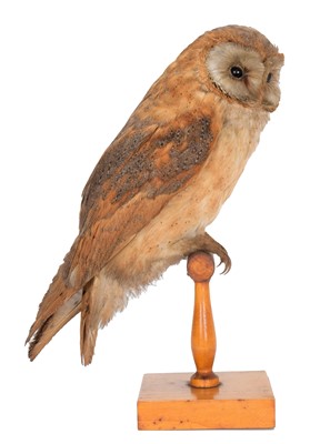 Lot 22 - Taxidermy: An Early 20th Century Continental...