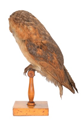 Lot 22 - Taxidermy: An Early 20th Century Continental...