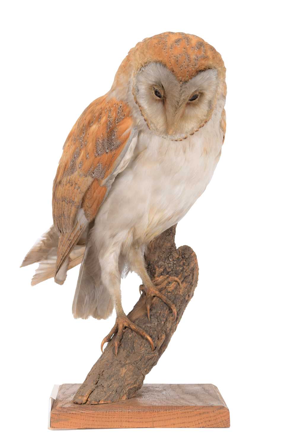 Lot 99 - Taxidermy: An Early 20th Century Barn Owl...