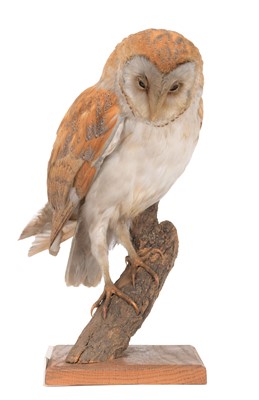Lot 99 - Taxidermy: An Early 20th Century Barn Owl...