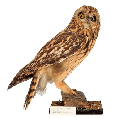 Lot 50 - Taxidermy: An Early 20th Century Short-Eared...