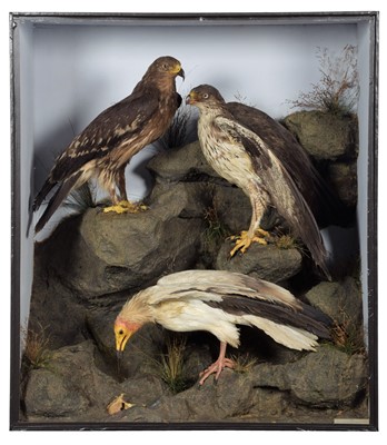 Lot 191 - Taxidermy: A Large Late Victorian Cased...