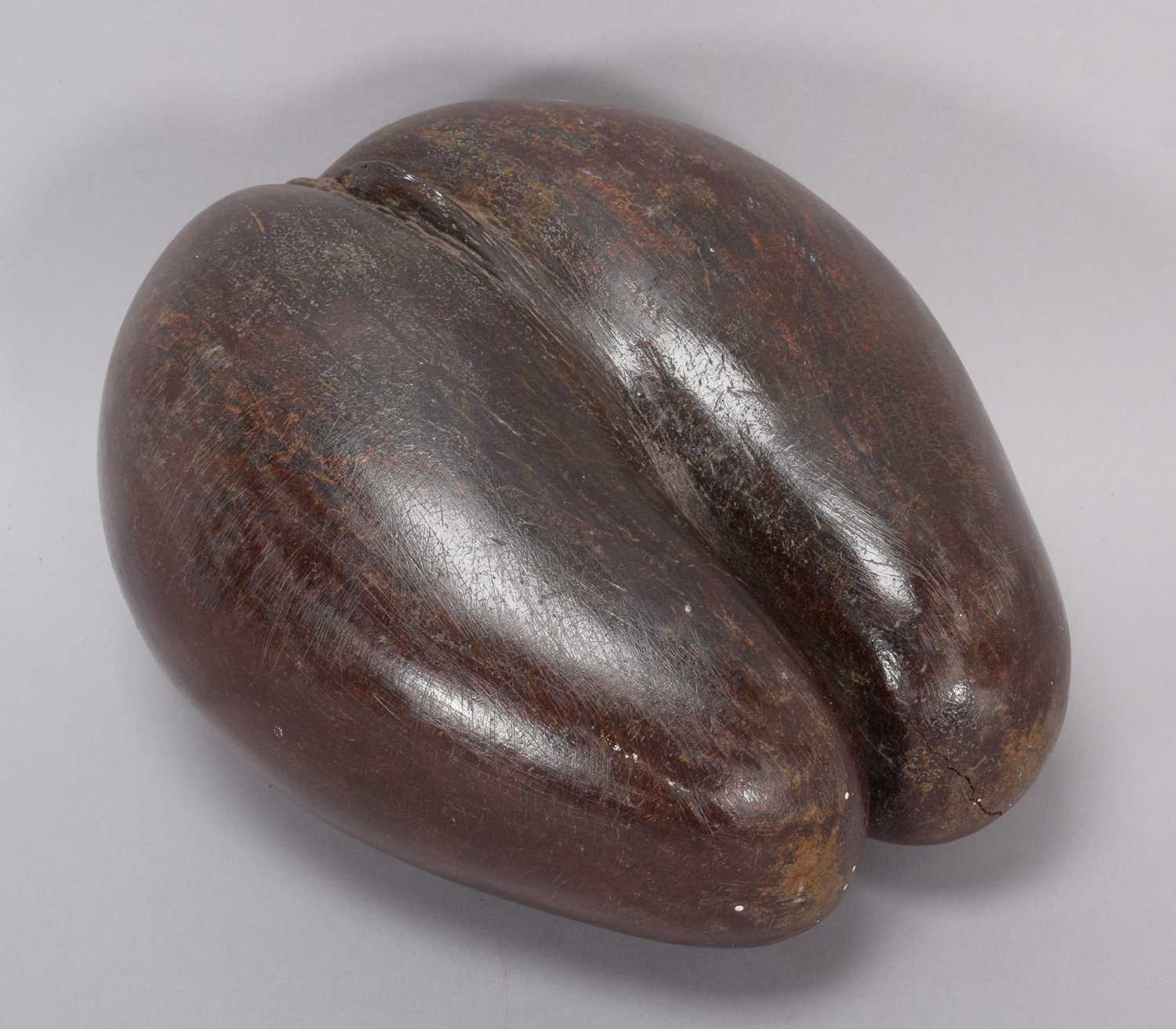 Lot 258 - Natural History: A Coco de Mer Nut (Lodoicea