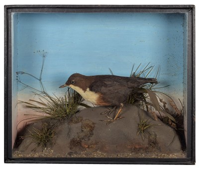 Lot 23 - Taxidermy: A Late Victorian Cased Water Ouzel...