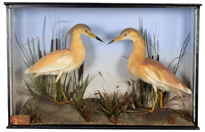 Lot 196 - Taxidermy: A Late Victorian Cased Pair of...