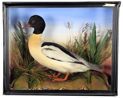 Lot 45 - Taxidermy: A Late Victorian Cased Goosander...