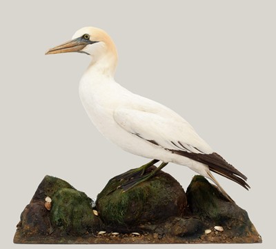 Lot 114 - Taxidermy: A Late Victorian Northern Gannet...