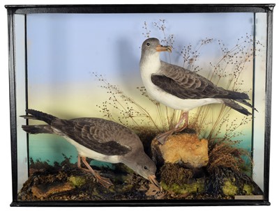 Lot 184 - Taxidermy: A late Victorian Cased Pair of Cory'...
