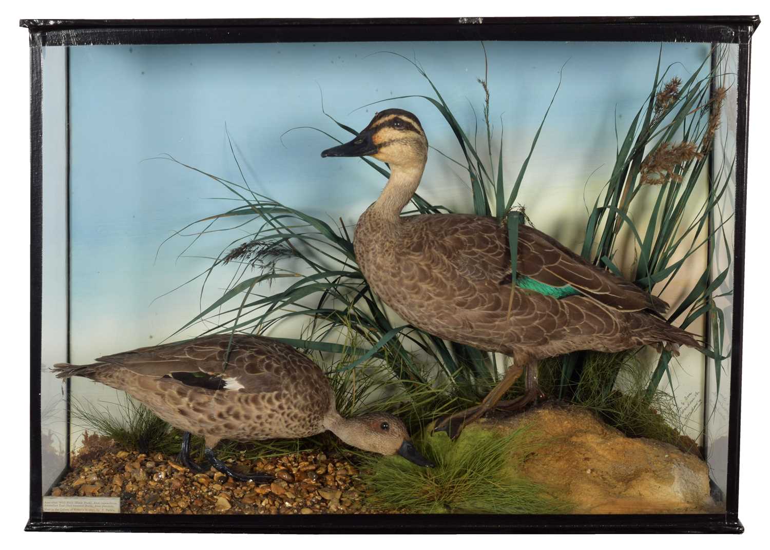 Lot 48 - Taxidermy: A Late Victorian Cased Pacific...