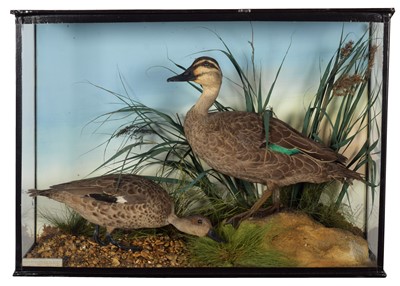 Lot 48 - Taxidermy: A Late Victorian Cased Pacific...